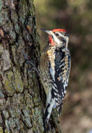 Image of Sapsucker