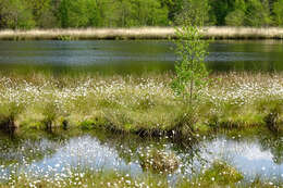 Image de Linaigrette dense