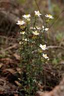 Image of Asterolasia nivea (Paul G. Wilson) Paul G. Wilson