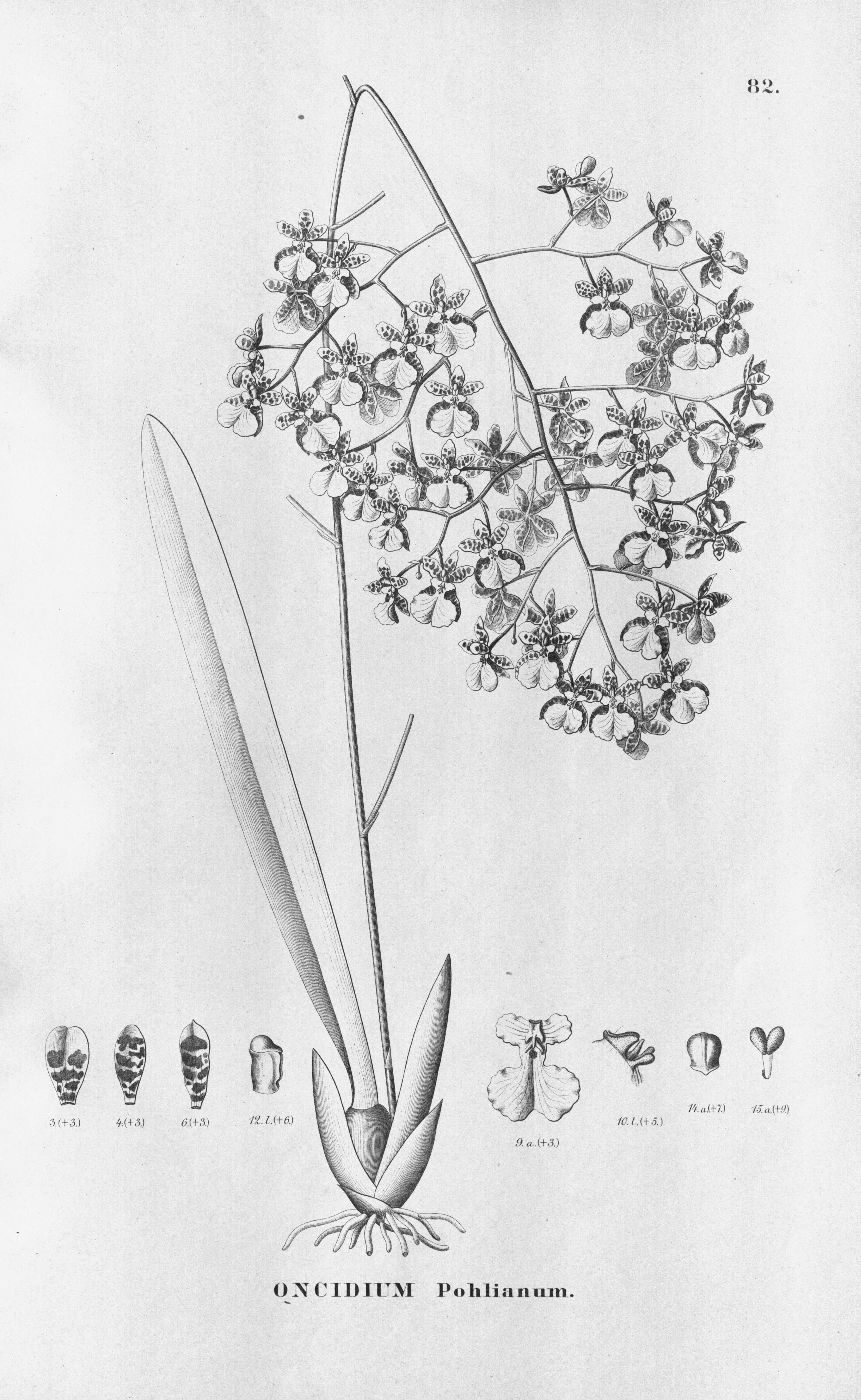 Image of Grandiphyllum