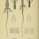 صورة Philochortus phillipsi (Boulenger 1898)