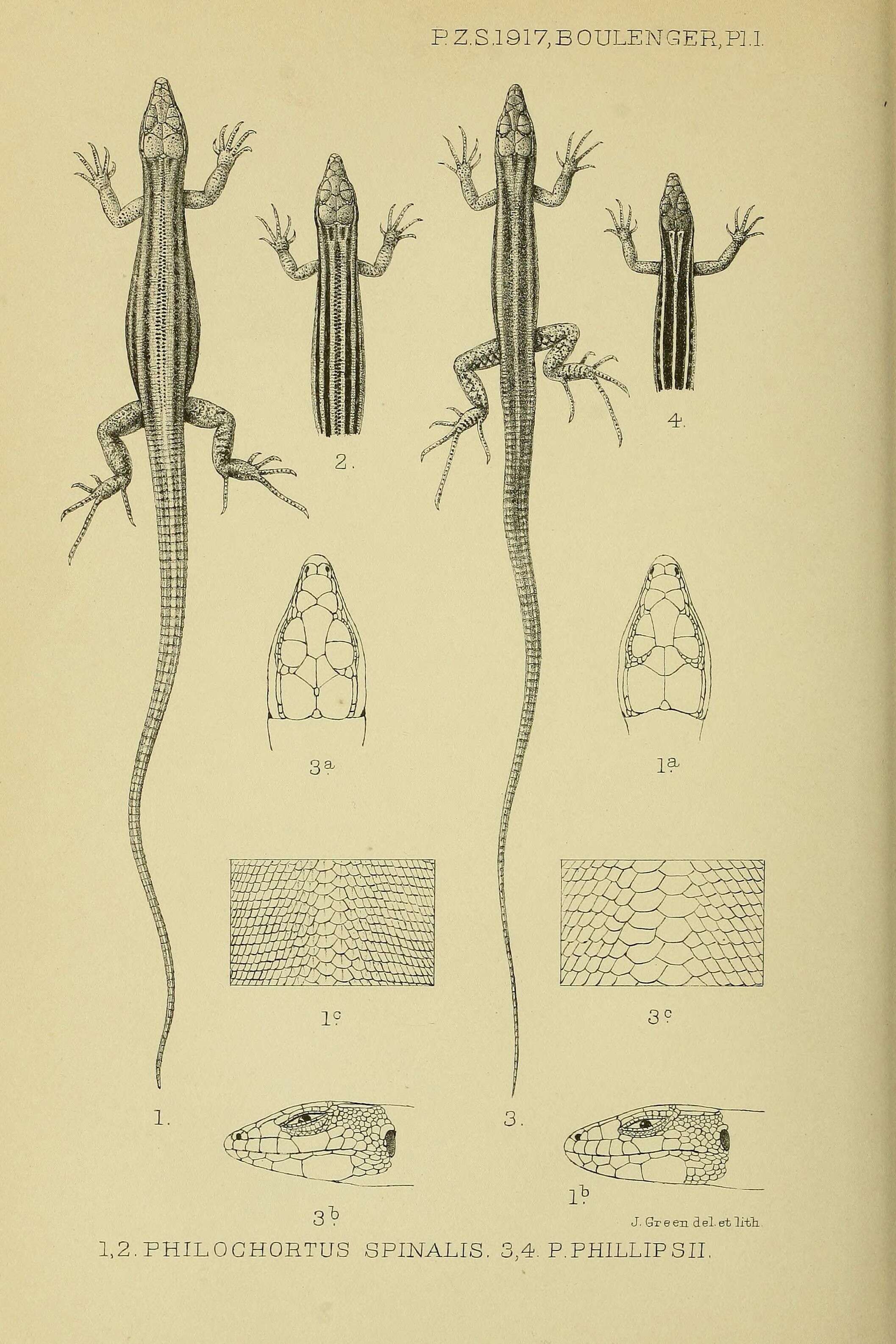 Image of Philipps’ Shield-backed Lizard