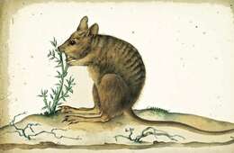 Image of Banded Hare Wallaby