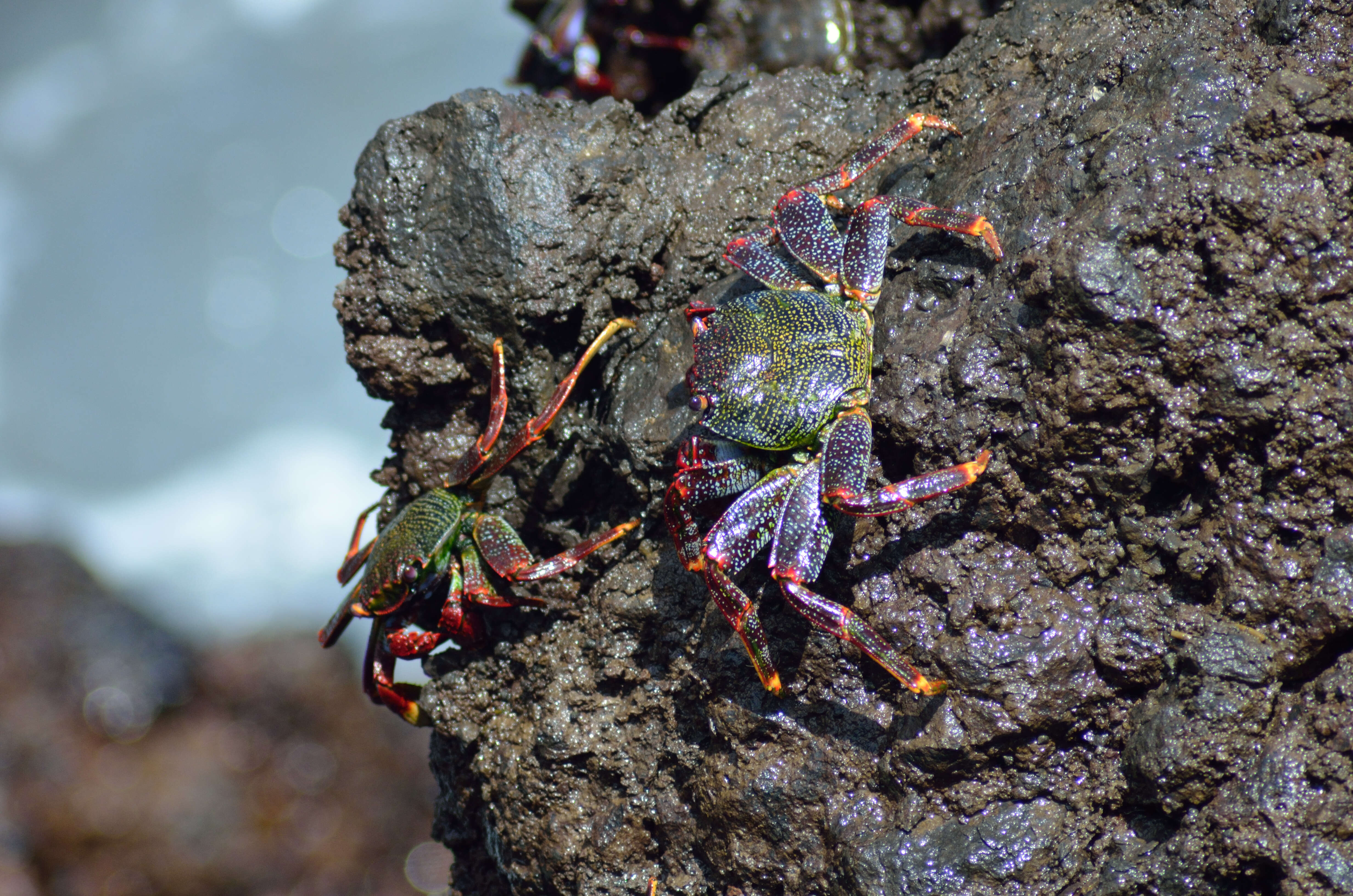 Image of Grapsus Lamarck 1801