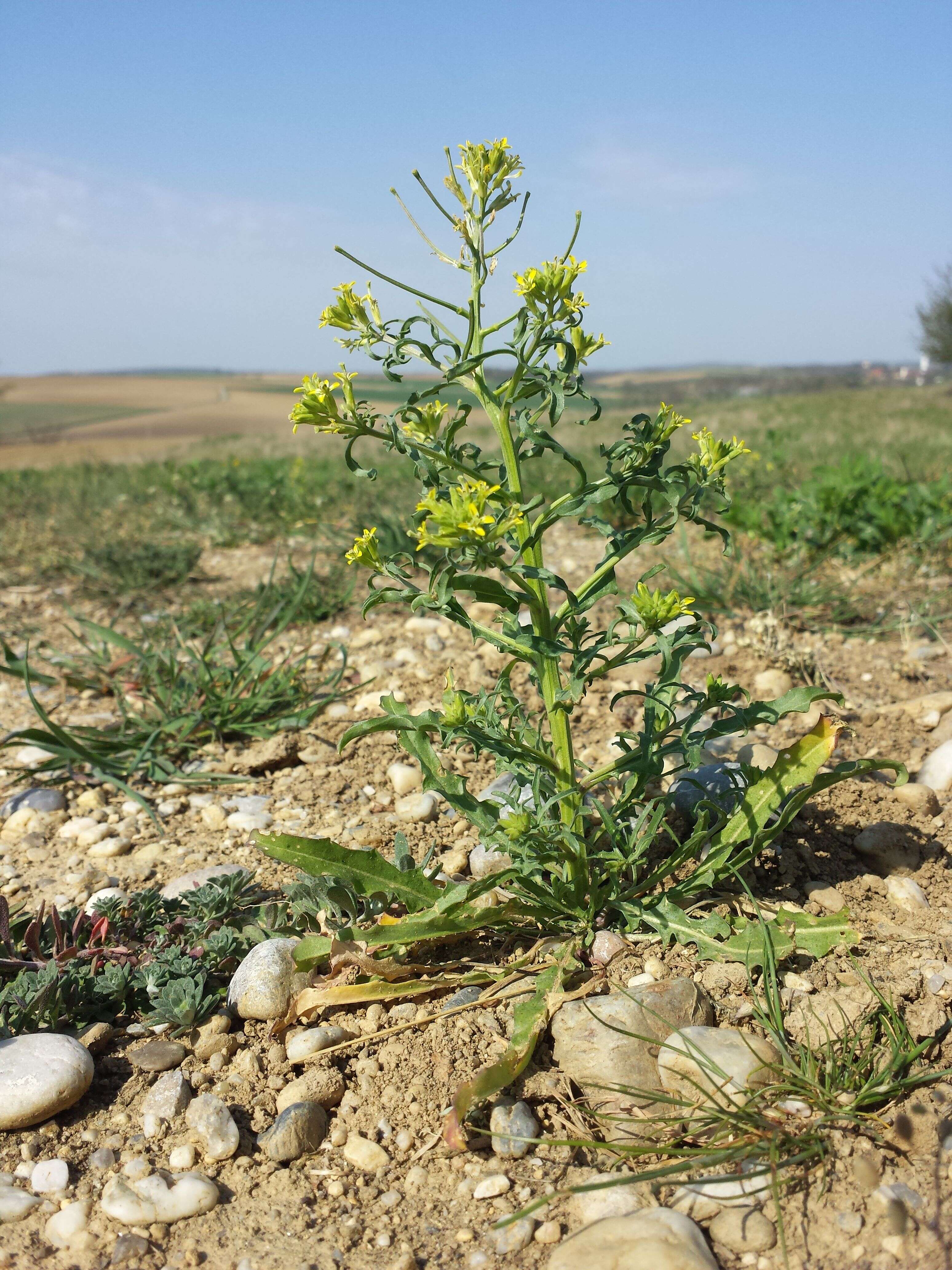 Plancia ëd Erysimum repandum L.