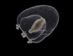 Image of Margelopsidae Mayer 1910