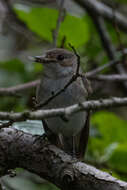 Image of Willow Warbler