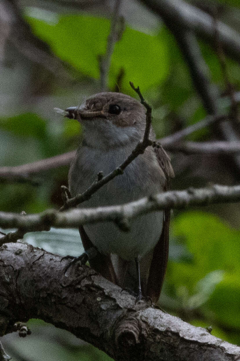 Image of Willow Warbler