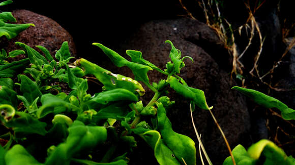 Image of New Zealand spinach