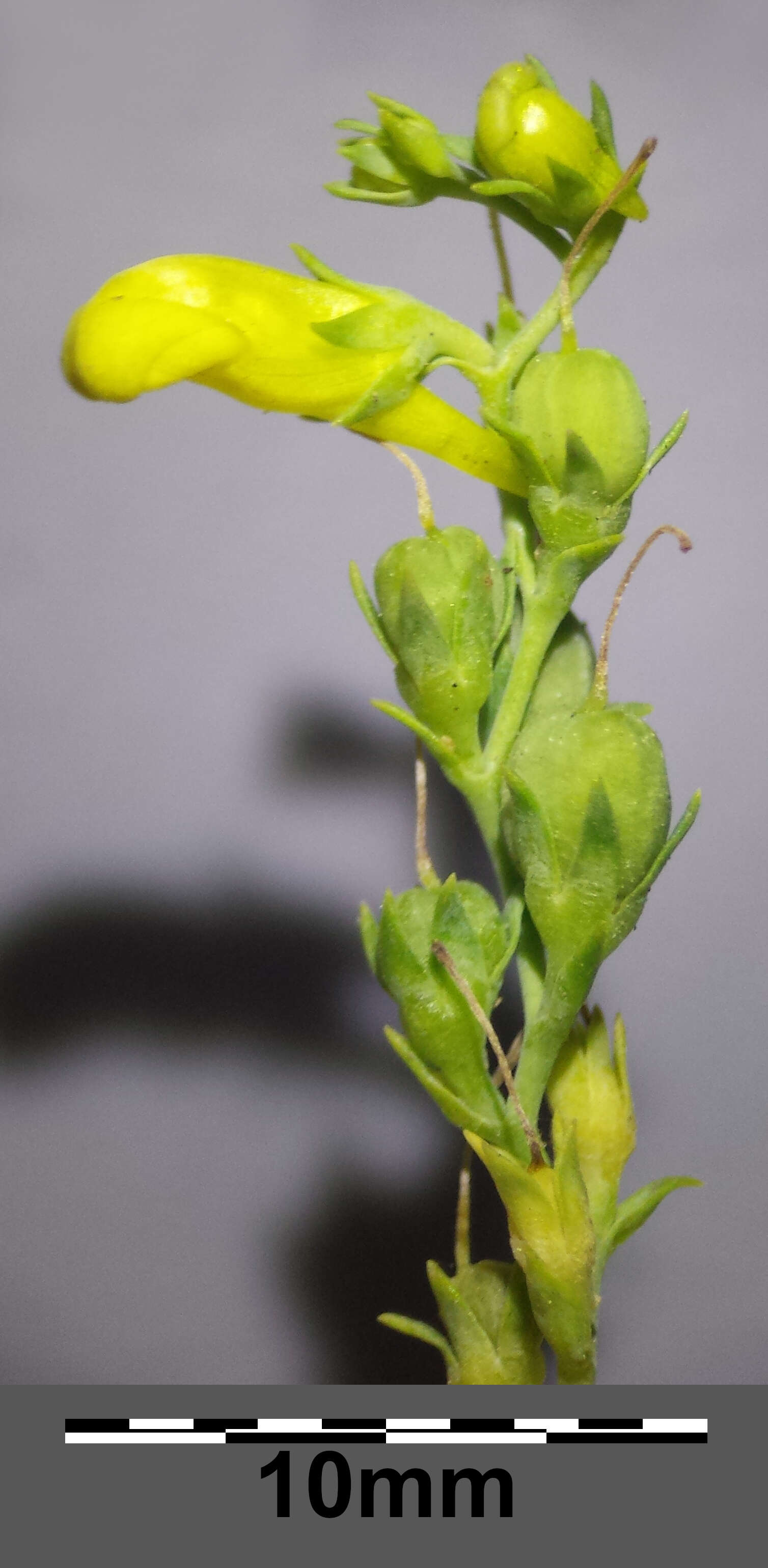 Image of broomleaf toadflax