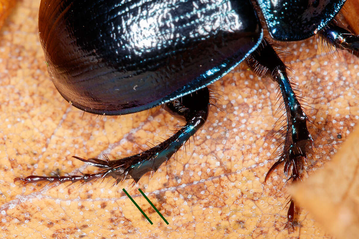 Image of Anoplotrupes