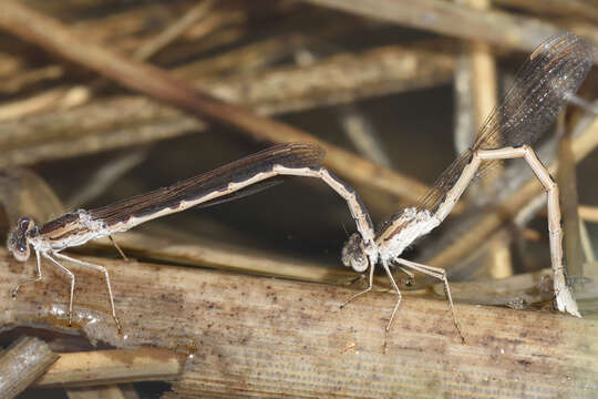 Image of Siberian Winter Damsel