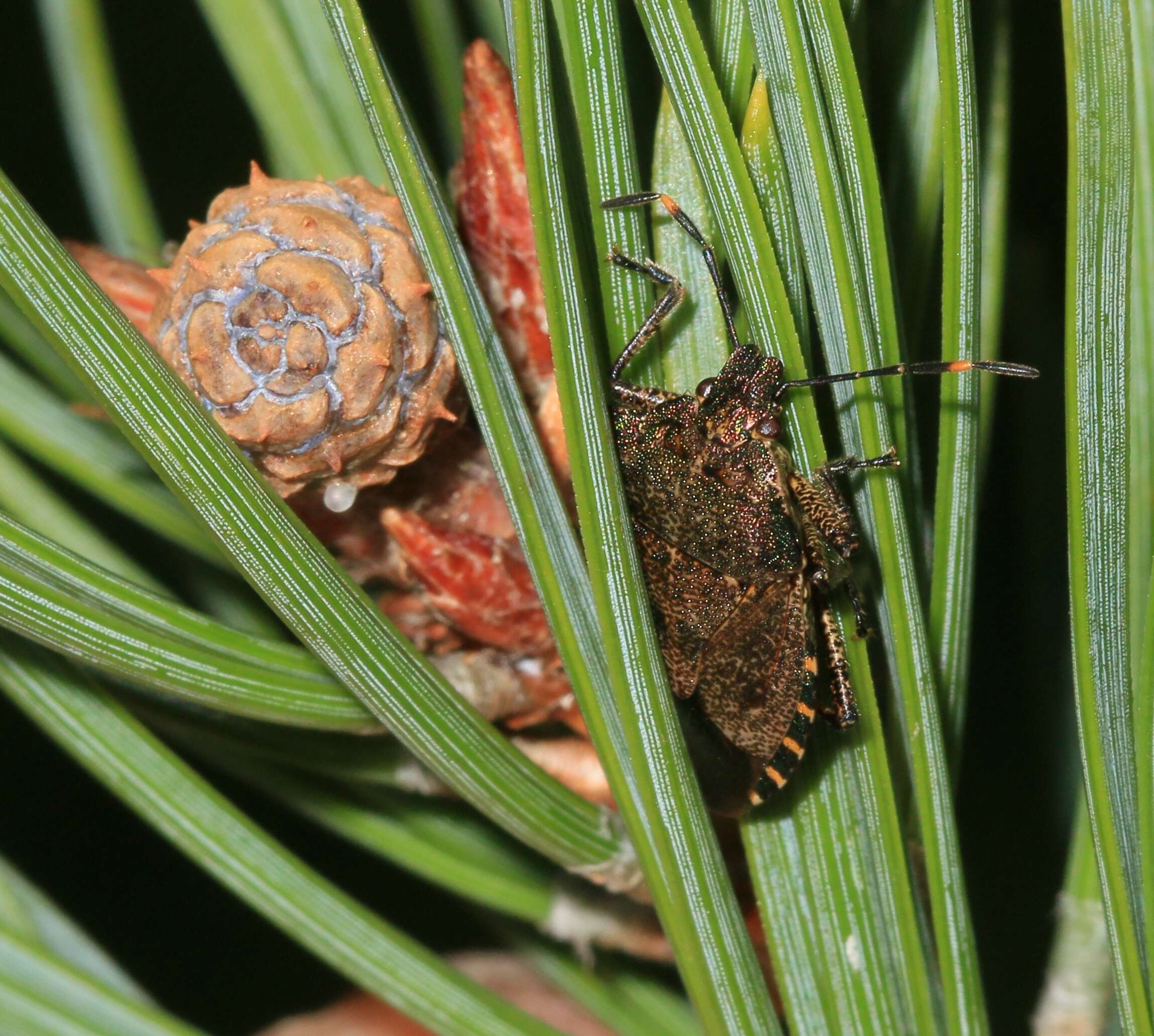 Image of Troilus luridus