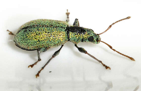 Image of Phyllobius (Dieletus) argentatus Linnaeus 1758