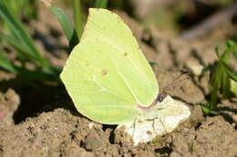 Imagem de Gonepteryx rhamni (Linnaeus 1758)