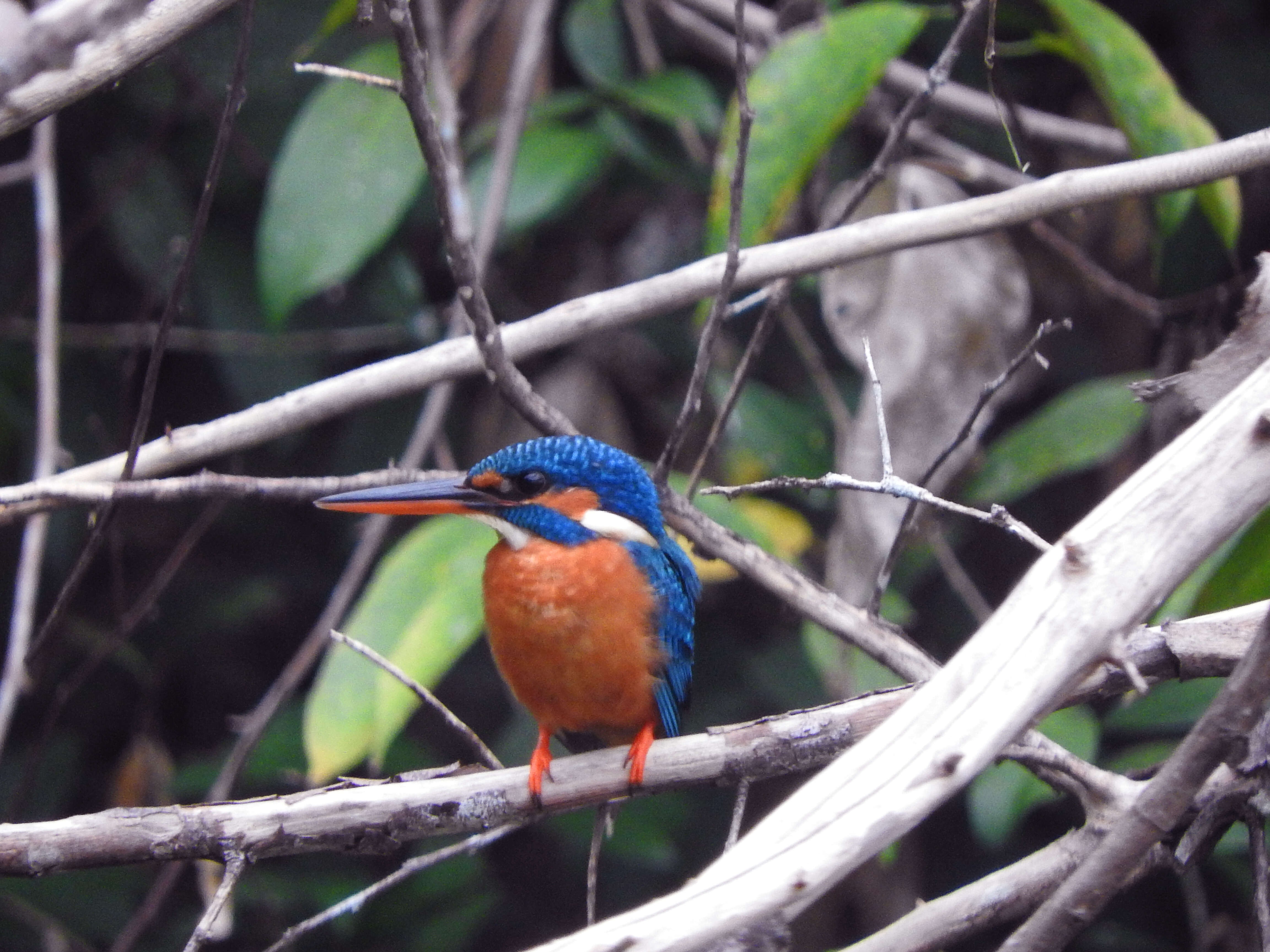 Image of Common Kingfisher