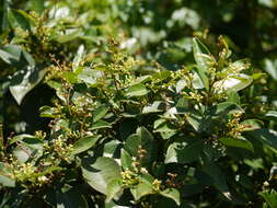 Image of Zanthoxylum ovalifolium Wight