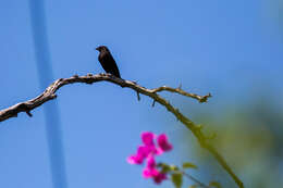 Image of Bronzed Cowbird