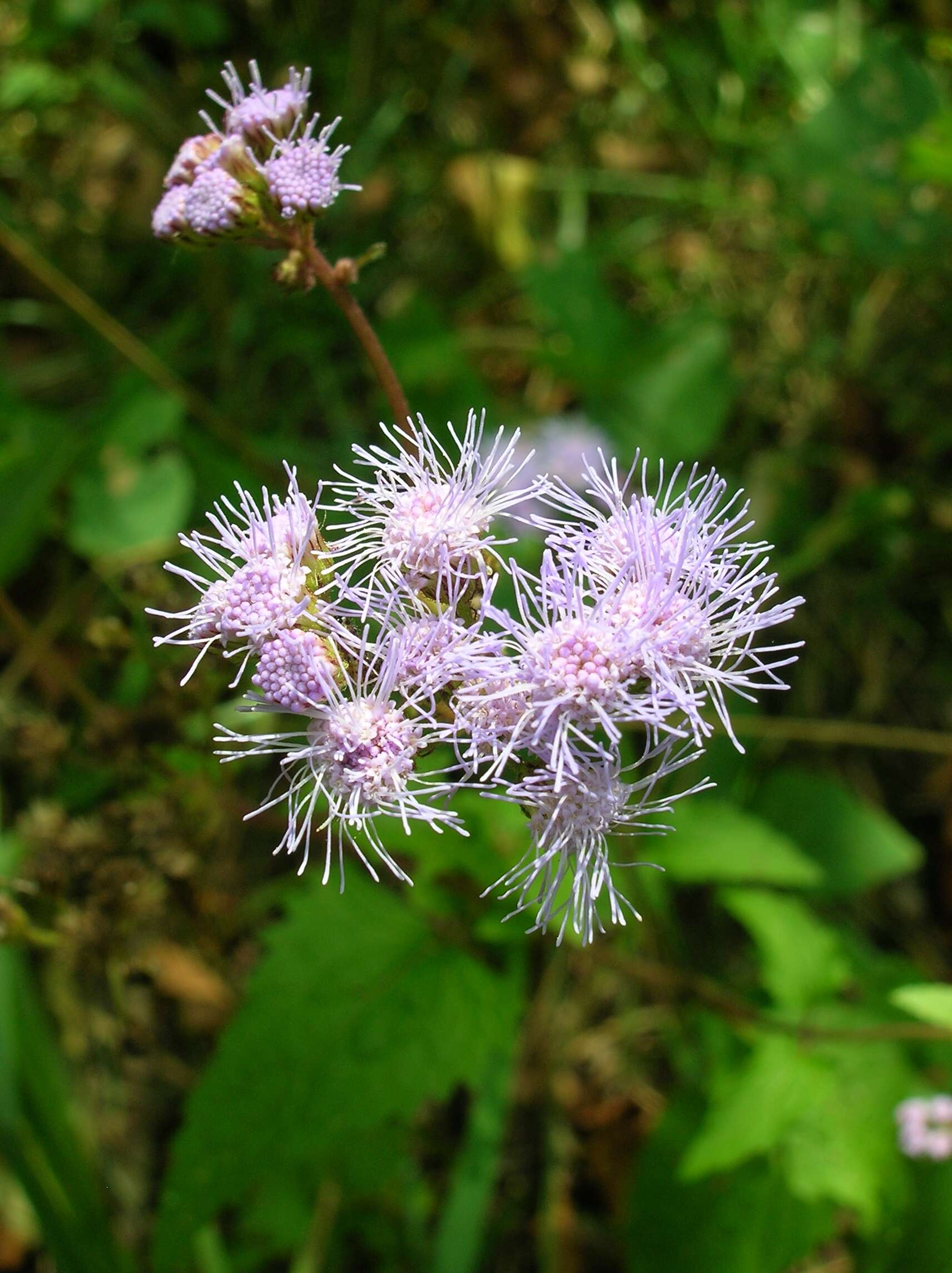 Sivun Conoclinium coelestinum (L.) DC. kuva