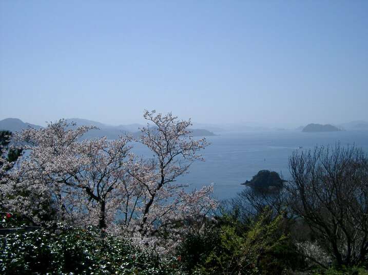 Image of Japanese flowering cherry