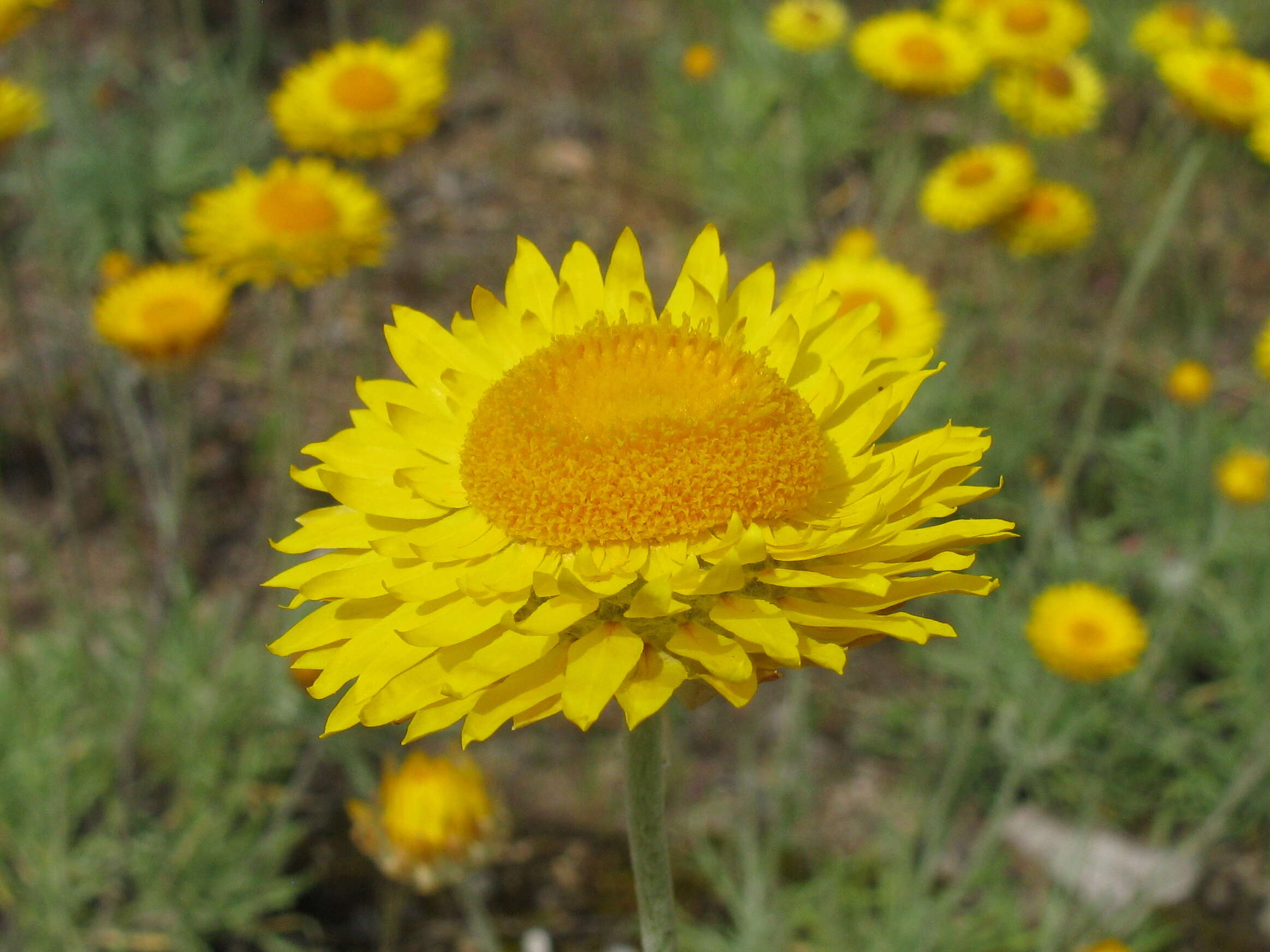 Слика од Leucochrysum albicans (A. Cunn.) P. G. Wilson