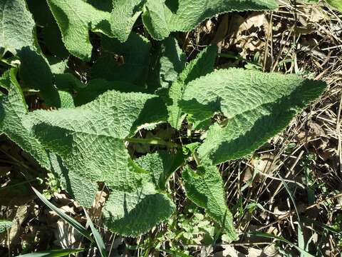 Image de Phlomoides tuberosa (L.) Moench