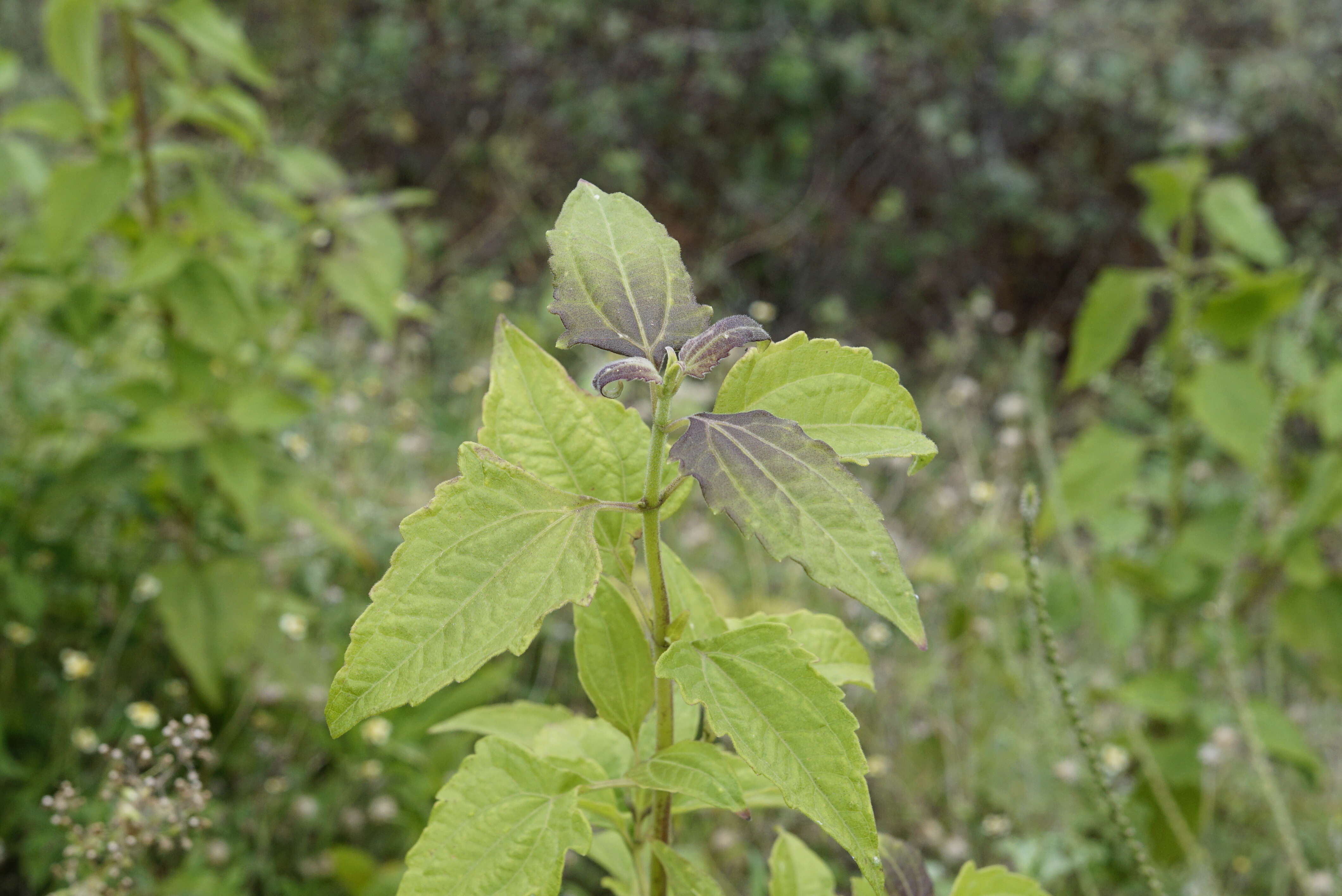 Image of Jack in the bush