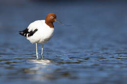 Image of Australian Red-necked Avocet