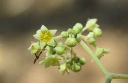 Ziziphus rugosa Lam. resmi