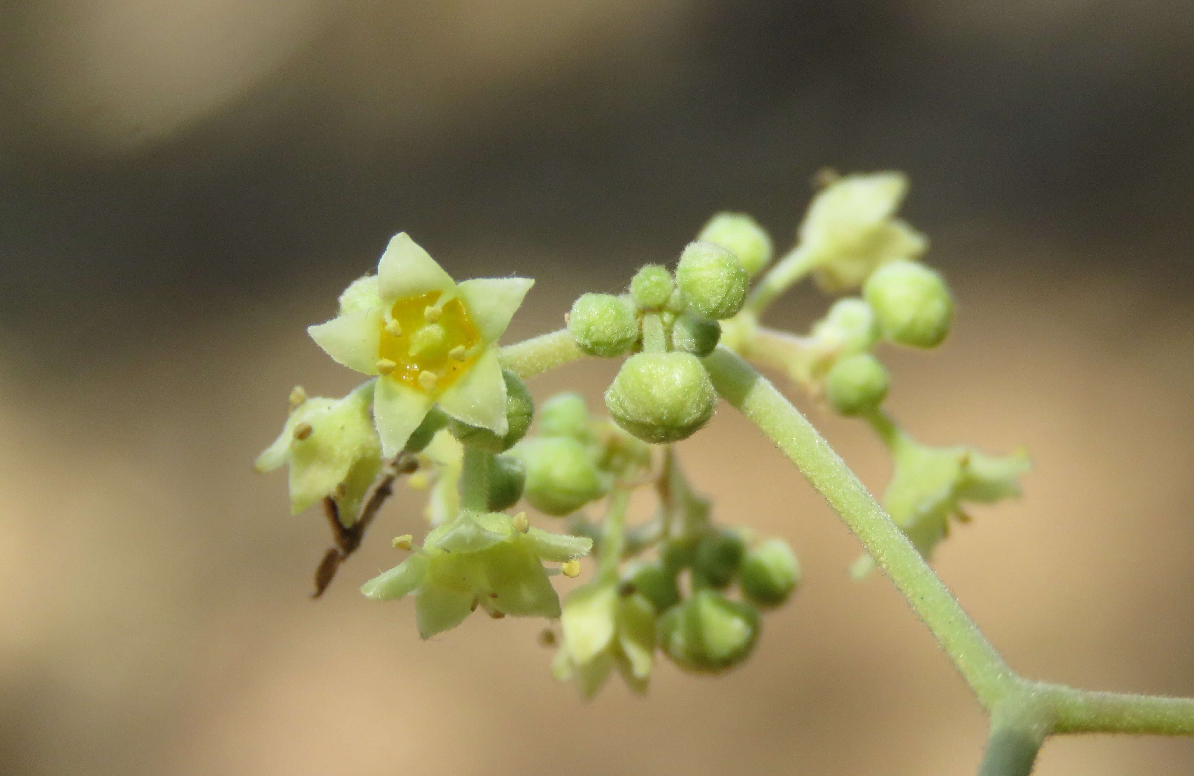 Ziziphus rugosa Lam. resmi