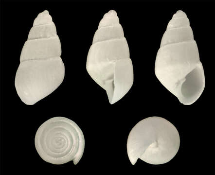 Image de Marginodostomia Nomura 1936