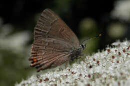 Image of Banded Hairstreak