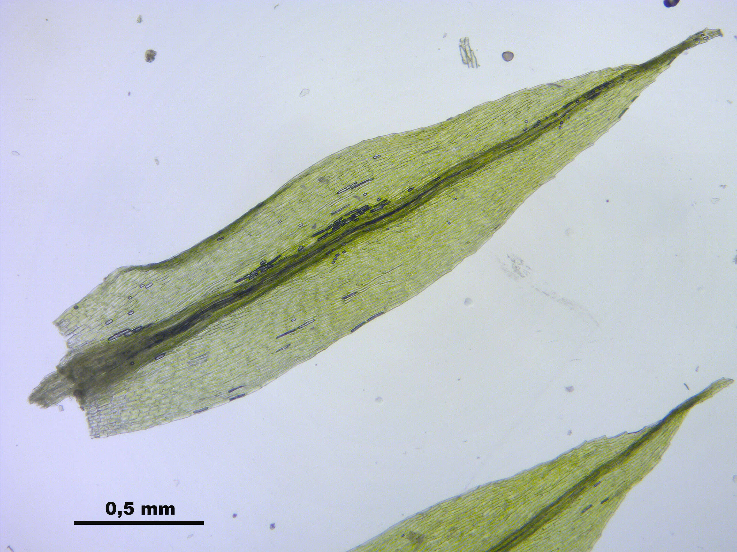 Image of pohlia moss