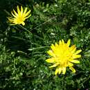 Image of black salsify