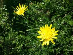 Image of black salsify