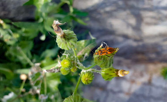 Image of common sowthistle