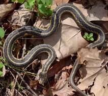 Image of Common Garter Snake