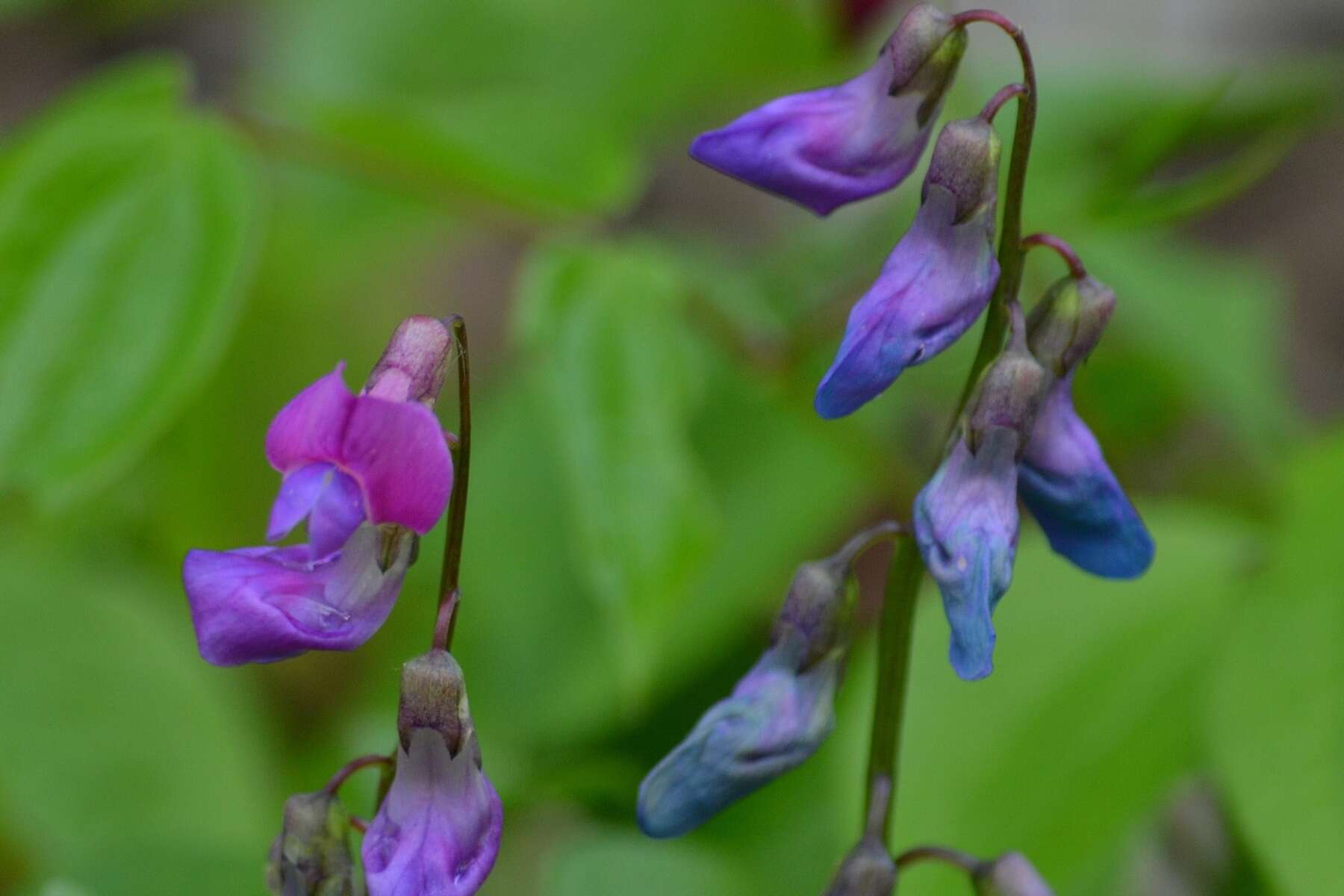 Image of spring pea