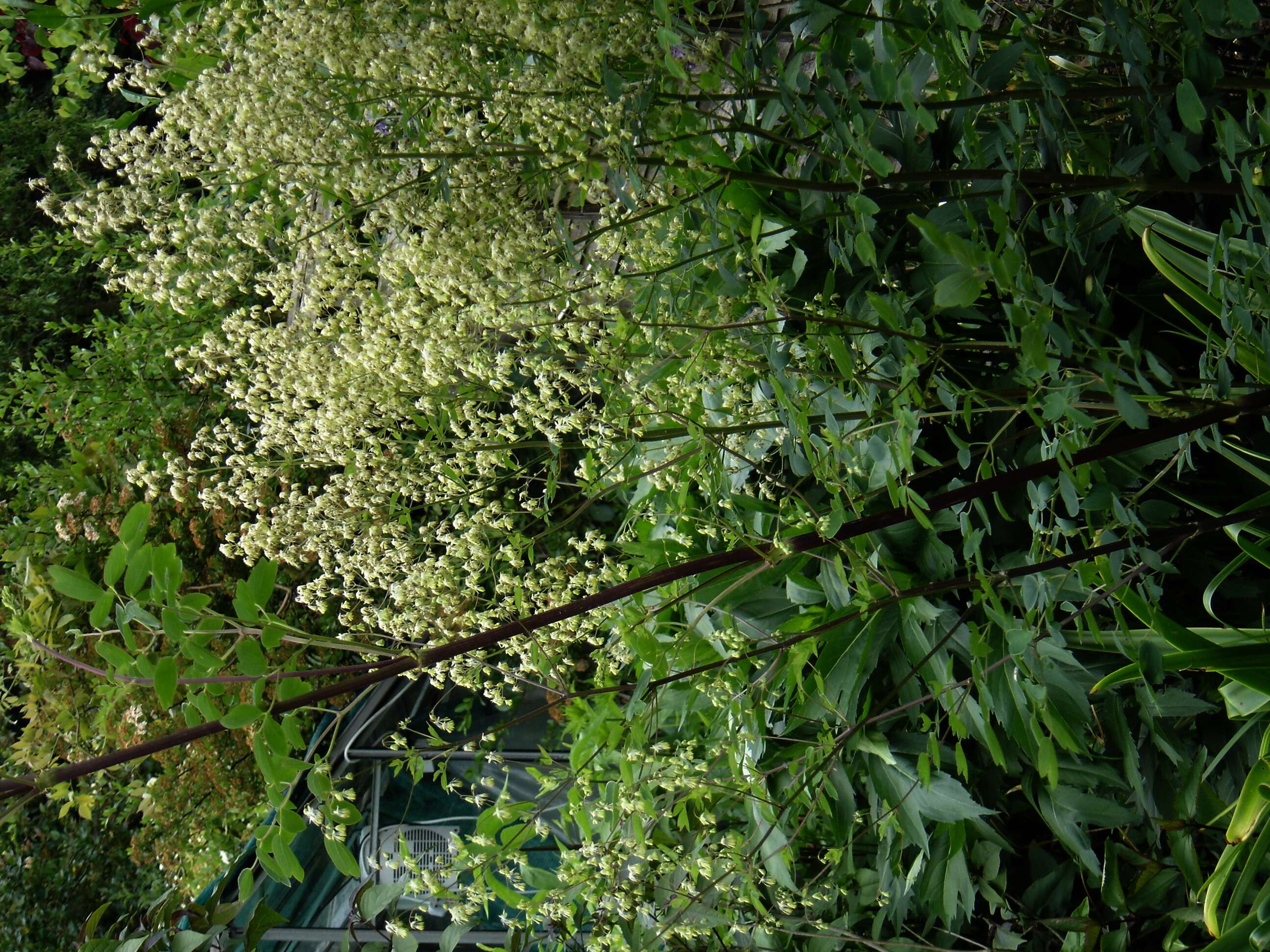 Image of meadow-rue