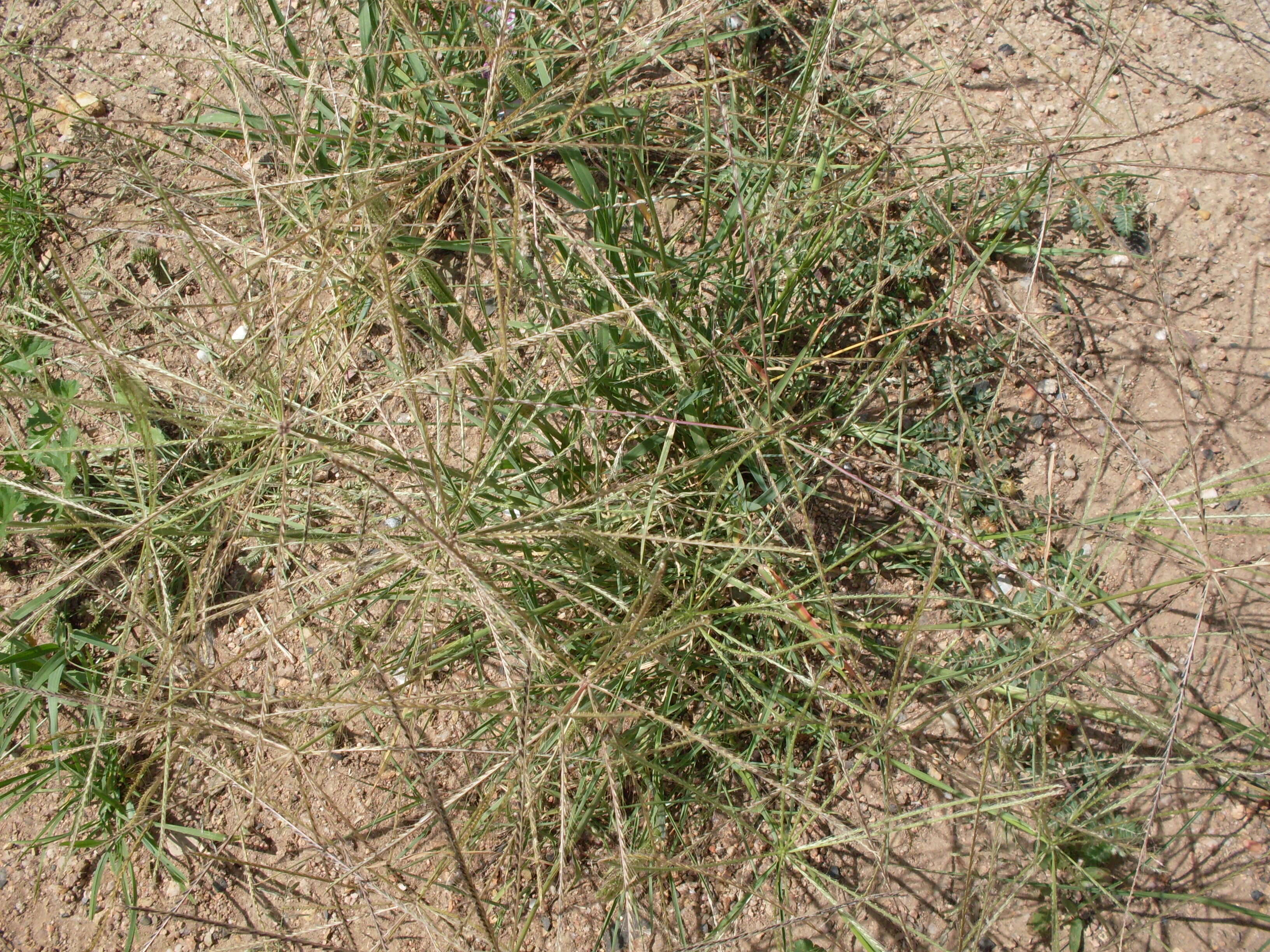 Image of Australian fingergrass