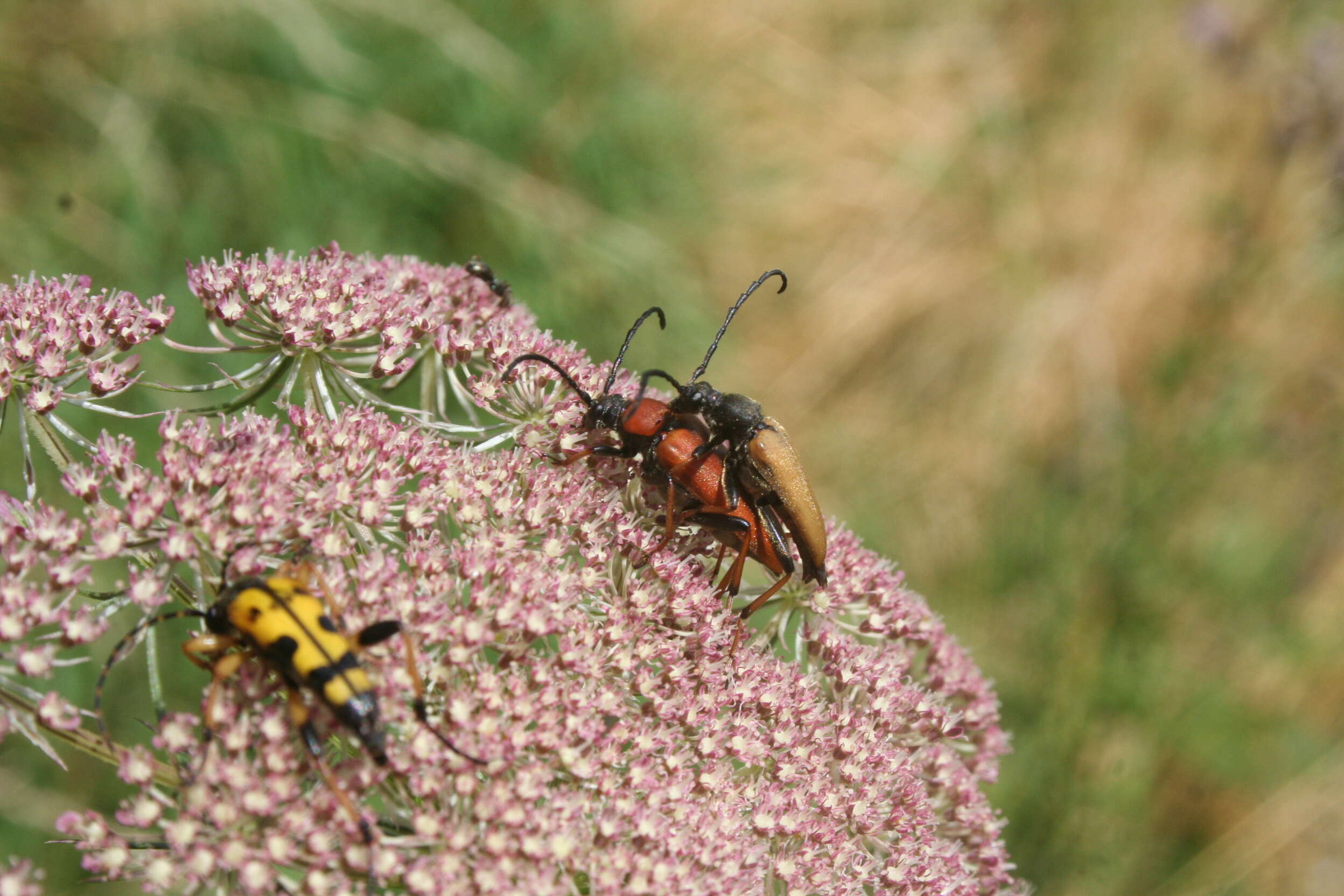 Image of Stictoleptura (Aredolpona) rubra (Linné 1758)