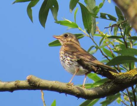 Image of Song Thrush