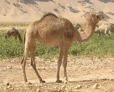 Image of Dromedary