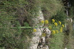 Image of Giant Fennel