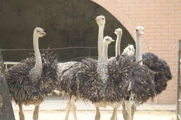 Image of ostriches