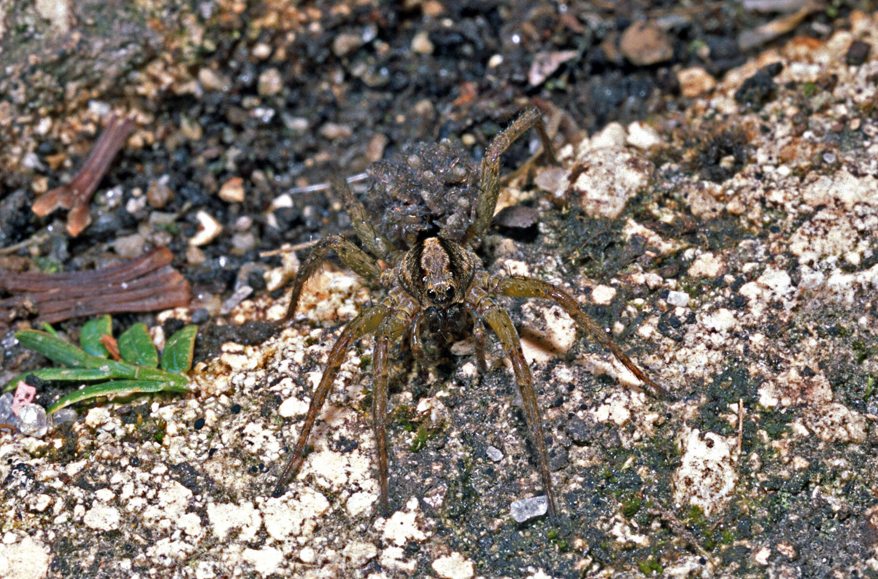 Image of Anoteropsis hilaris (L. Koch 1877)