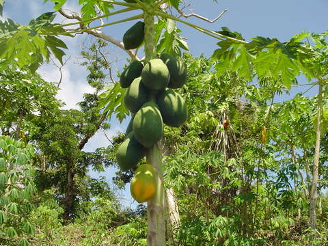 Image of papaya