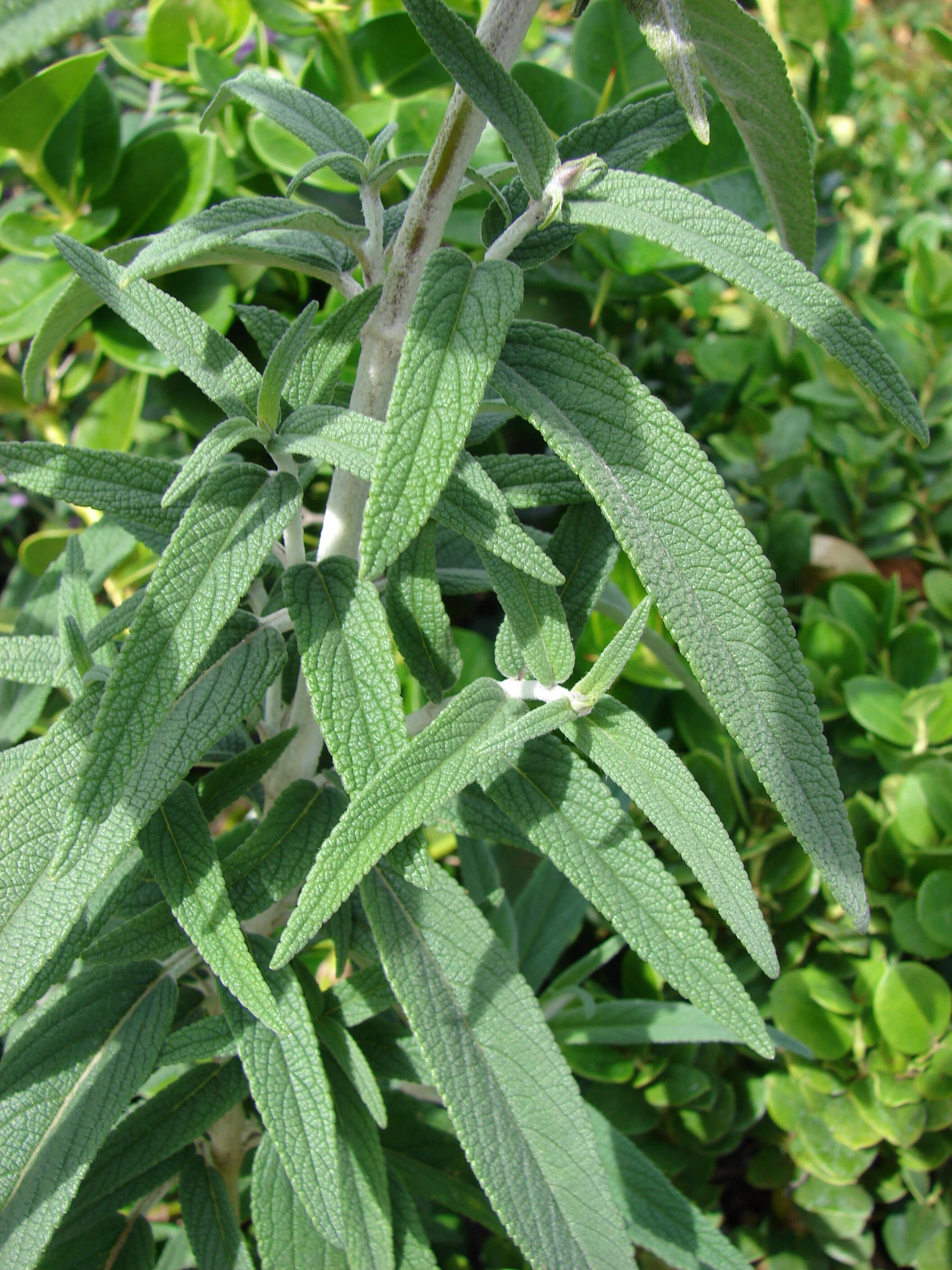 Imagem de Salvia leucantha Cav.