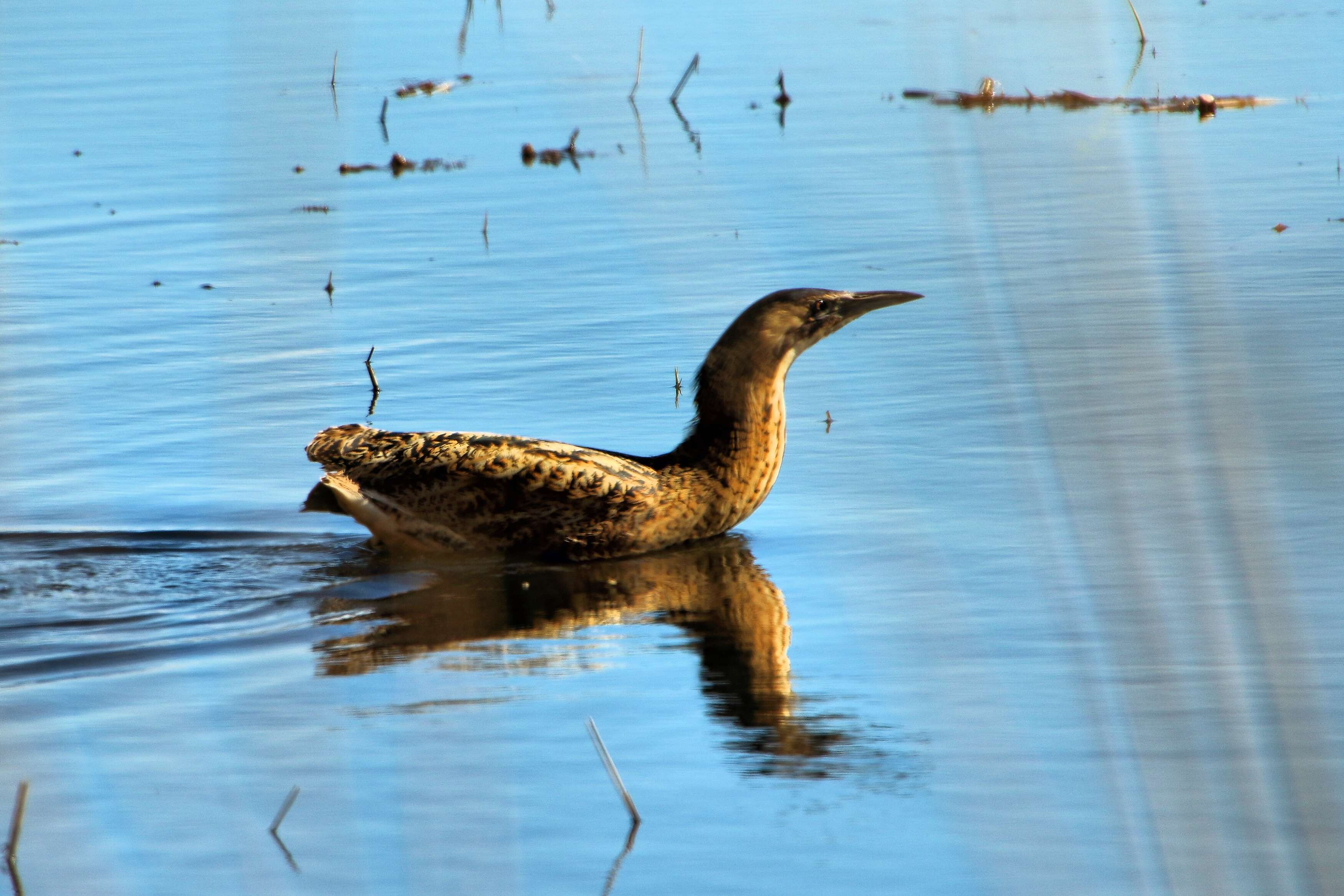 Image of great bittern, bittern