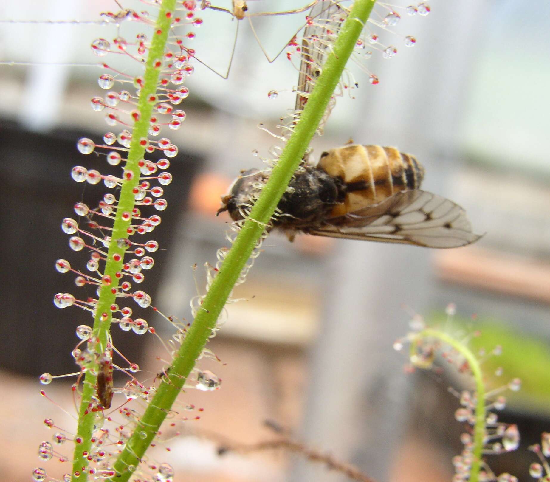 Image de Drosera filiformis Raf.